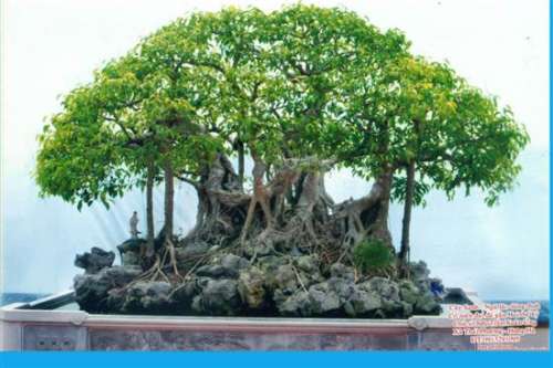 Bonsai, cay canh nghe thuat, cây cảnh nghệ thuật, cay the, cây thế, triển lãm bonsai, trien lam bonsai, triển lãm cây thế, trien lam cay the